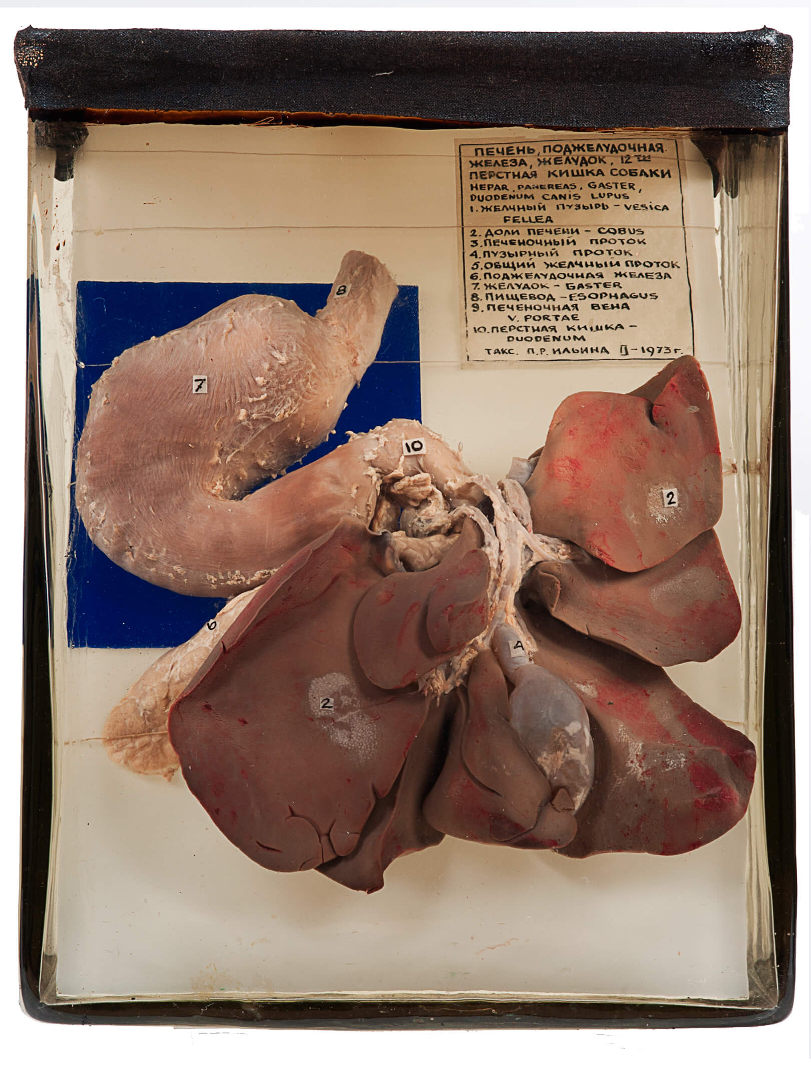 Желудок, печень, поджелудочная железа, двенадцатиперстная кишка собаки