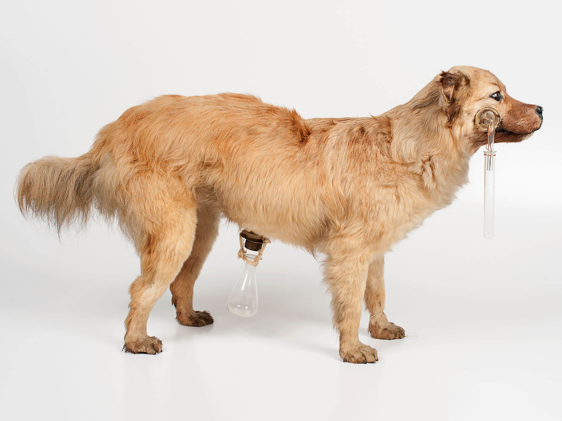 Собака с фистулами слюнной железы и желудка