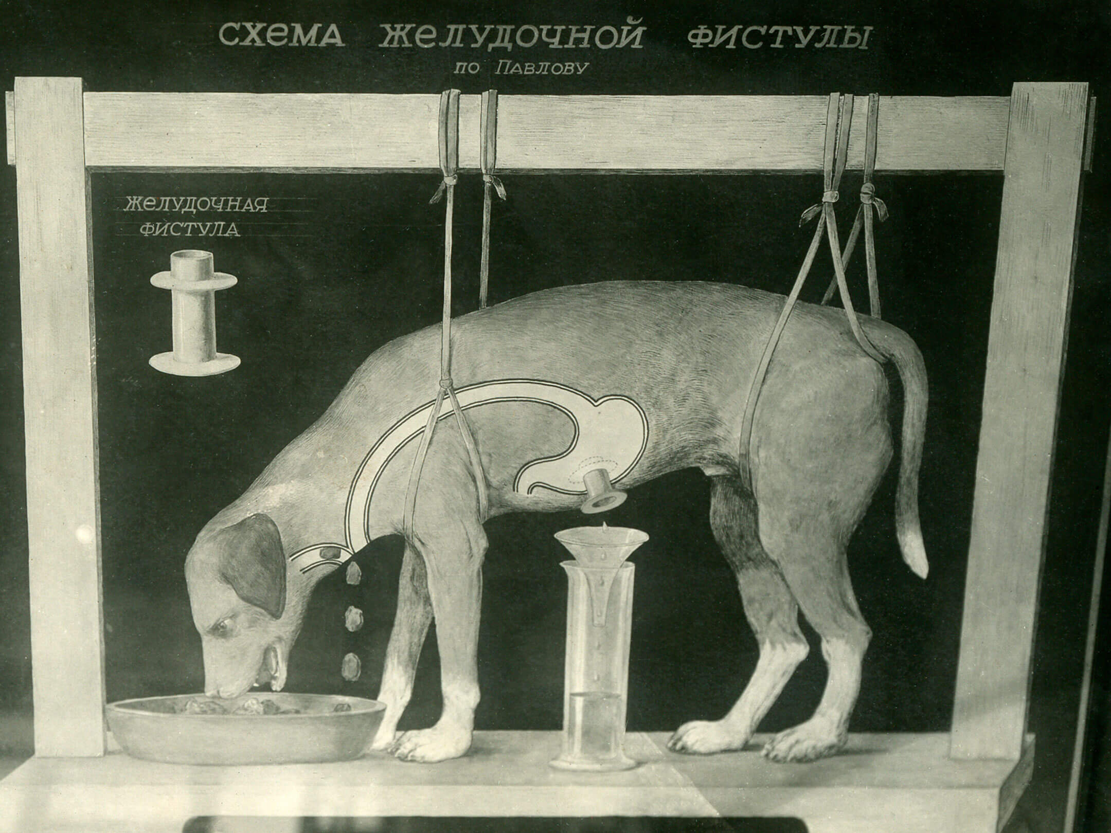 Схема желудочной фистулы (по Павлову) (фрагмент прежней экспозиции зала &laquo;Физиология животных&raquo;)