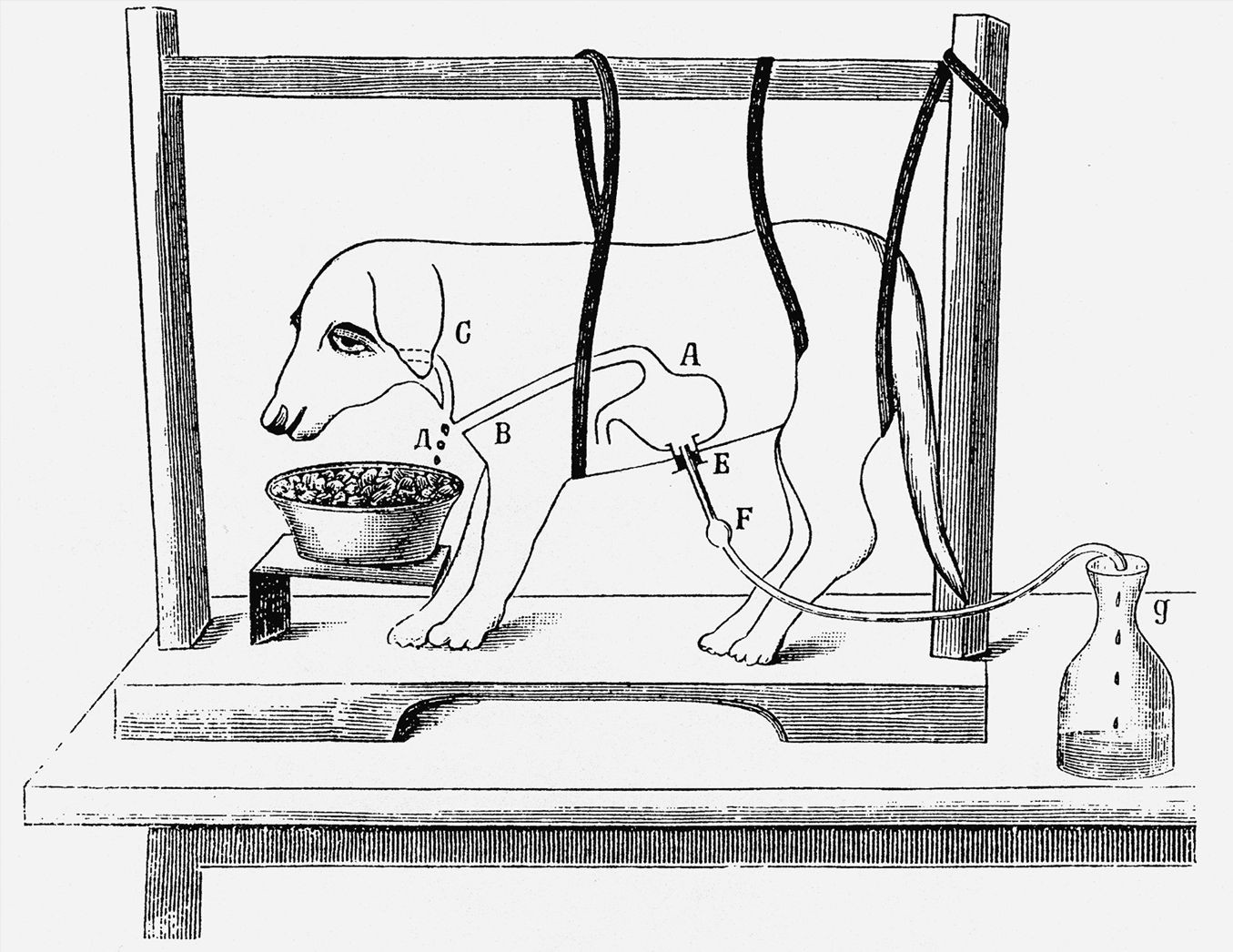В. Н. Болдырев. Эзофаготомия. Натуральный желудочный сок как лечебное средство и способ его добывания