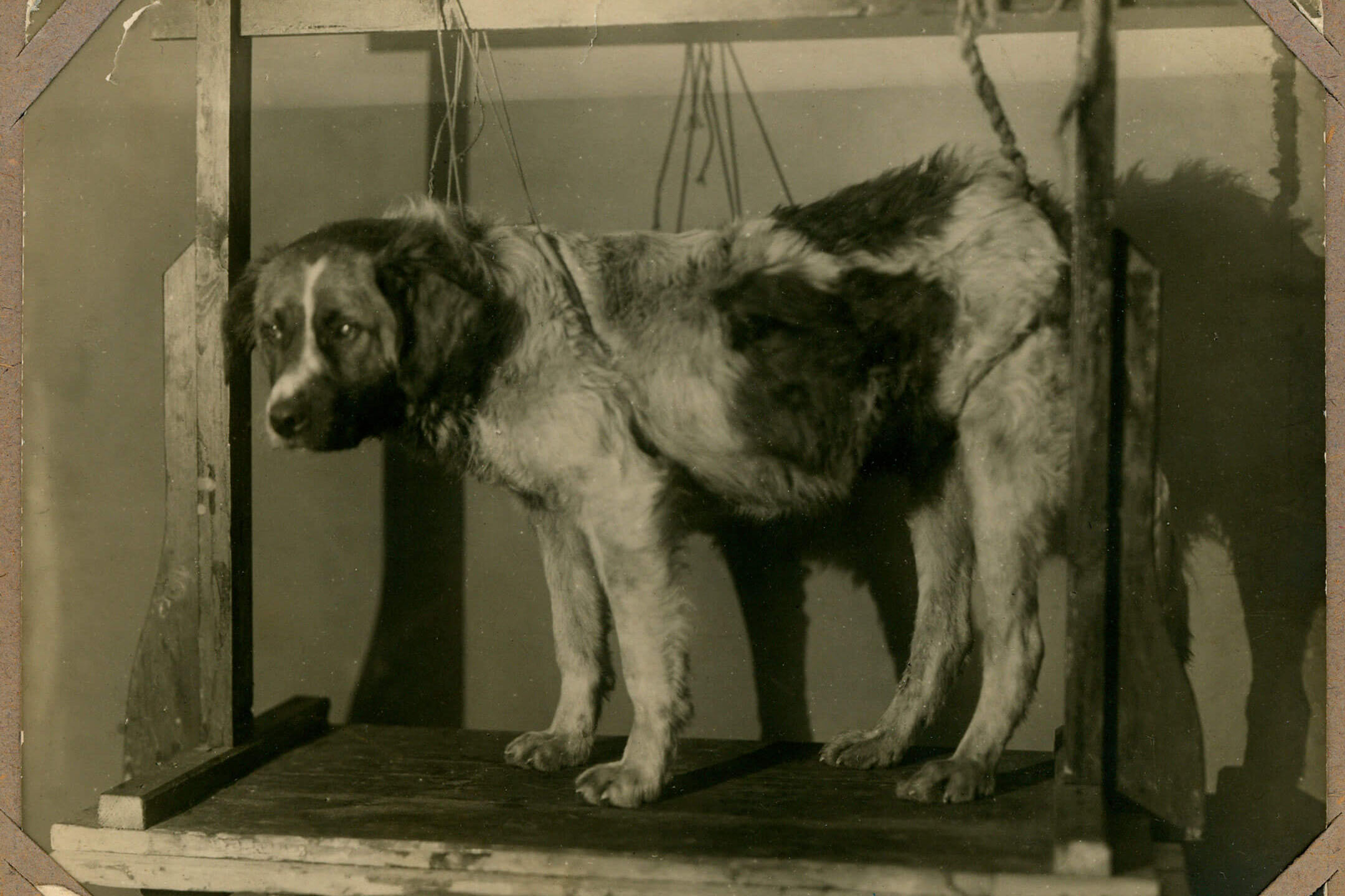 Фиксация собаки в станке для проведения физиологических опытов