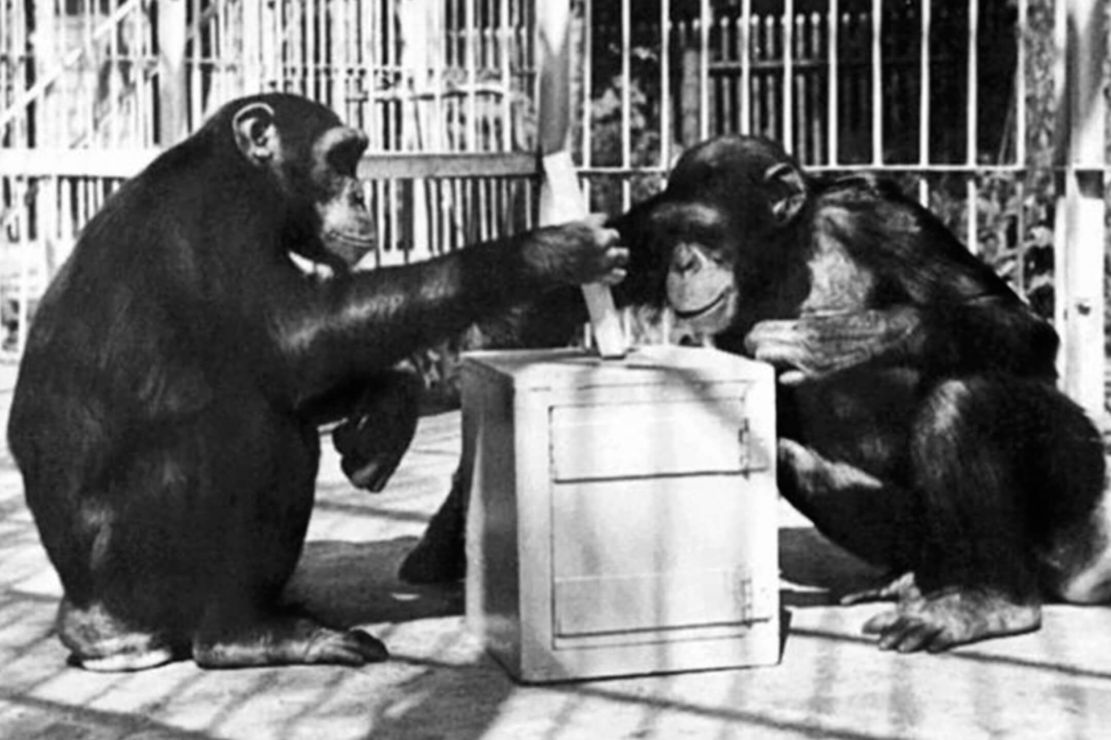 Шимпанзе Рафаэль и Роза. Колтуши (1934—1936)