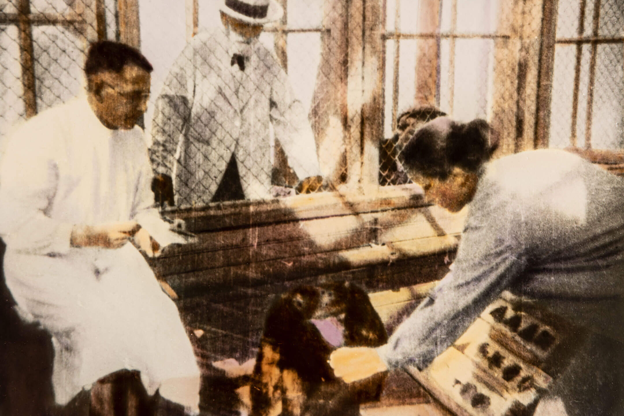 И. П. Павлов на опыте с обезьянами