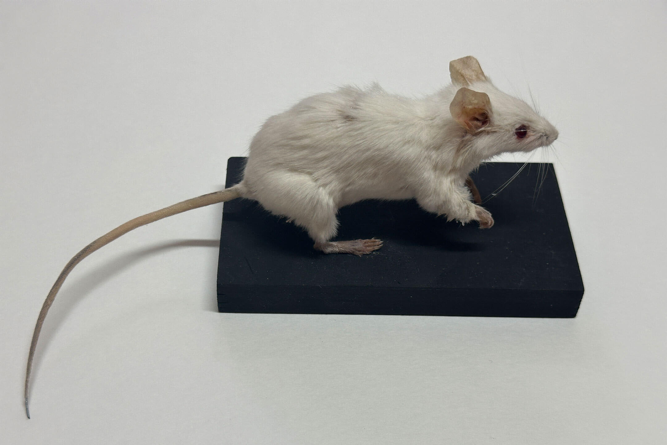 Мышь домовая лабораторная